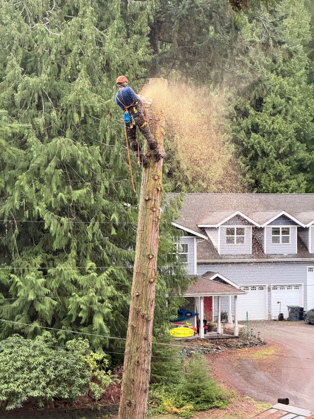 Worker pruning a tall tree beside a house, with branches and wood chips flying.