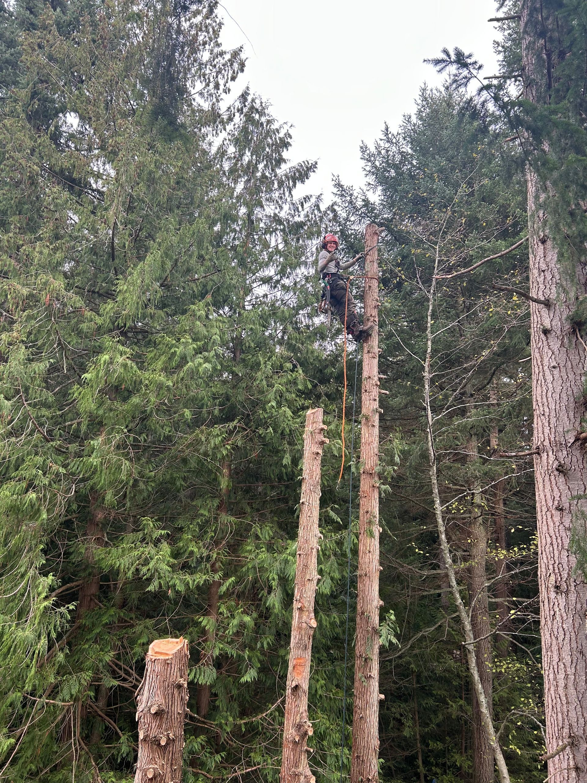 Person standing atop a tall tree trunk in a forest, surrounded by dense green trees