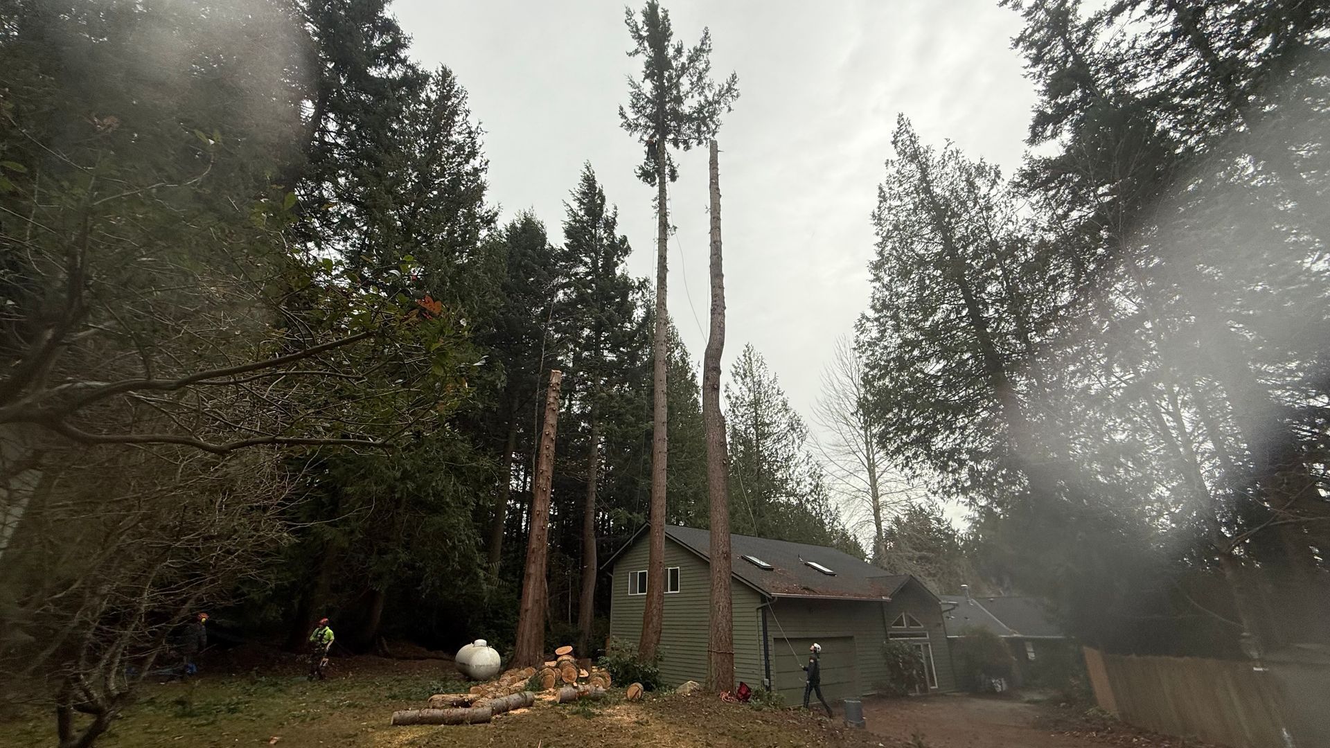 Tall trees and a small cabin in a misty forest clearing with a large cut tree trunk nearby