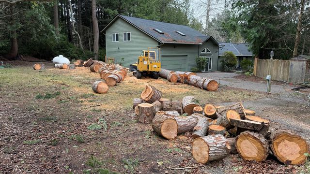 Felled logs scattered in a yard beside a green house and a yellow excavator.