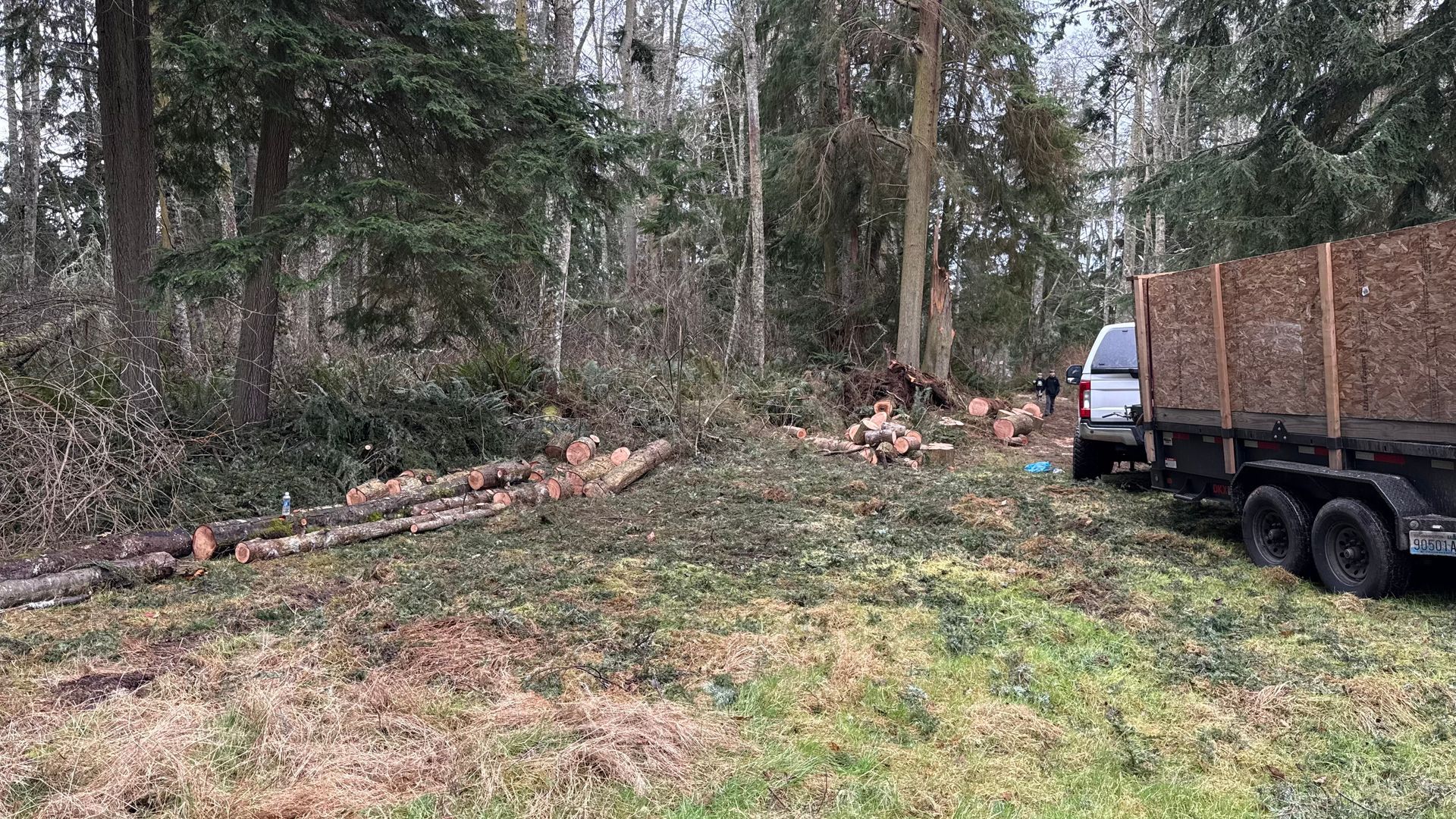 Truck parked beside a wooded clearing with cut logs and scattered branches on the ground