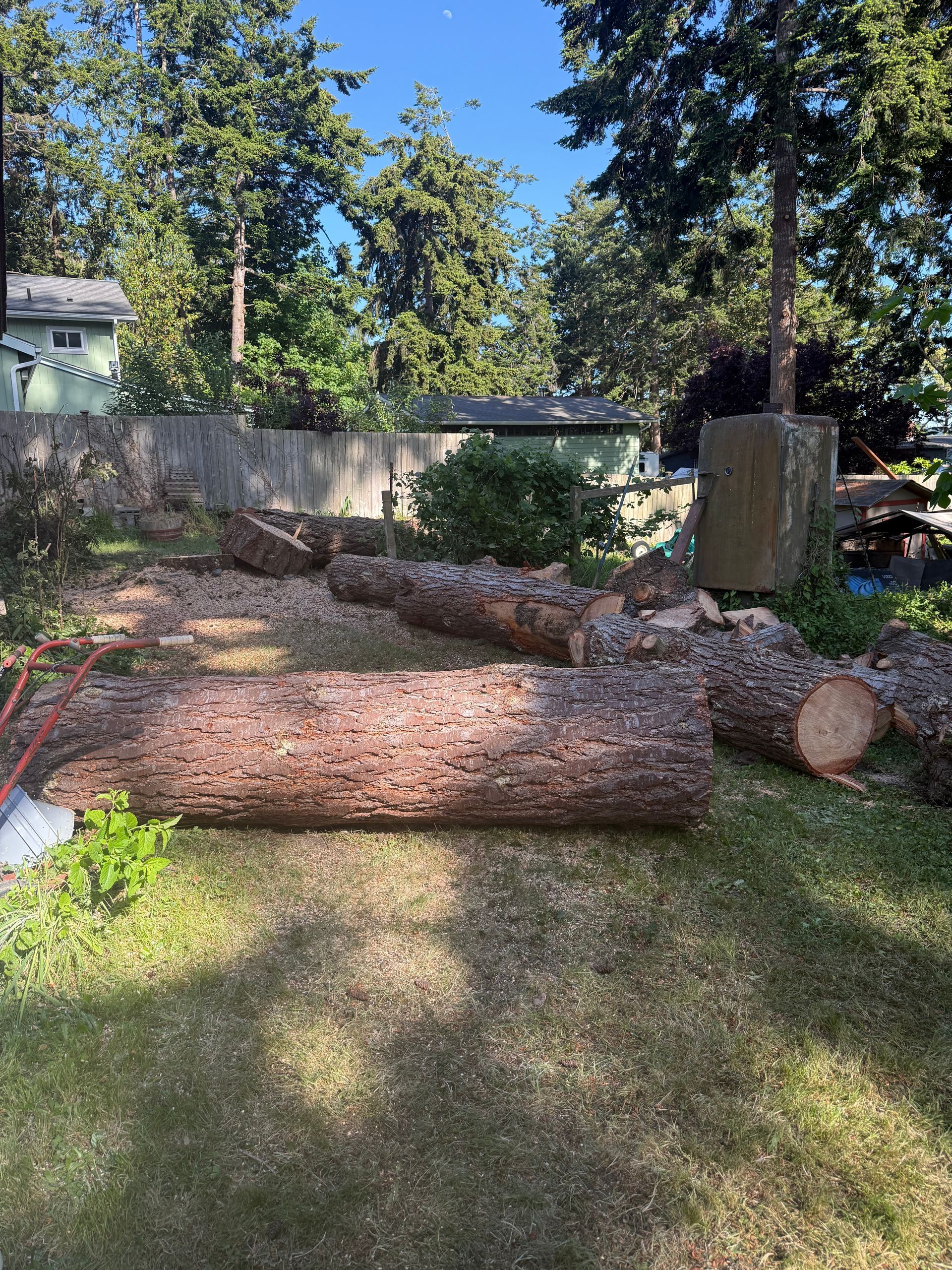 Large fallen tree trunk in a sunny backyard with a stone wall, trees, and grass.