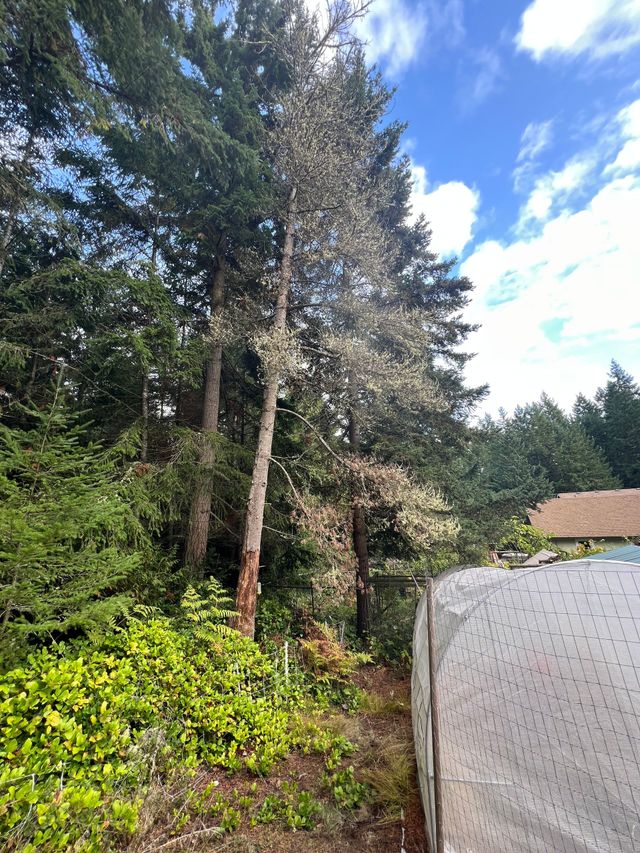 Tall pine trees and green shrubs beside a gravel driveway under a partly cloudy sky.