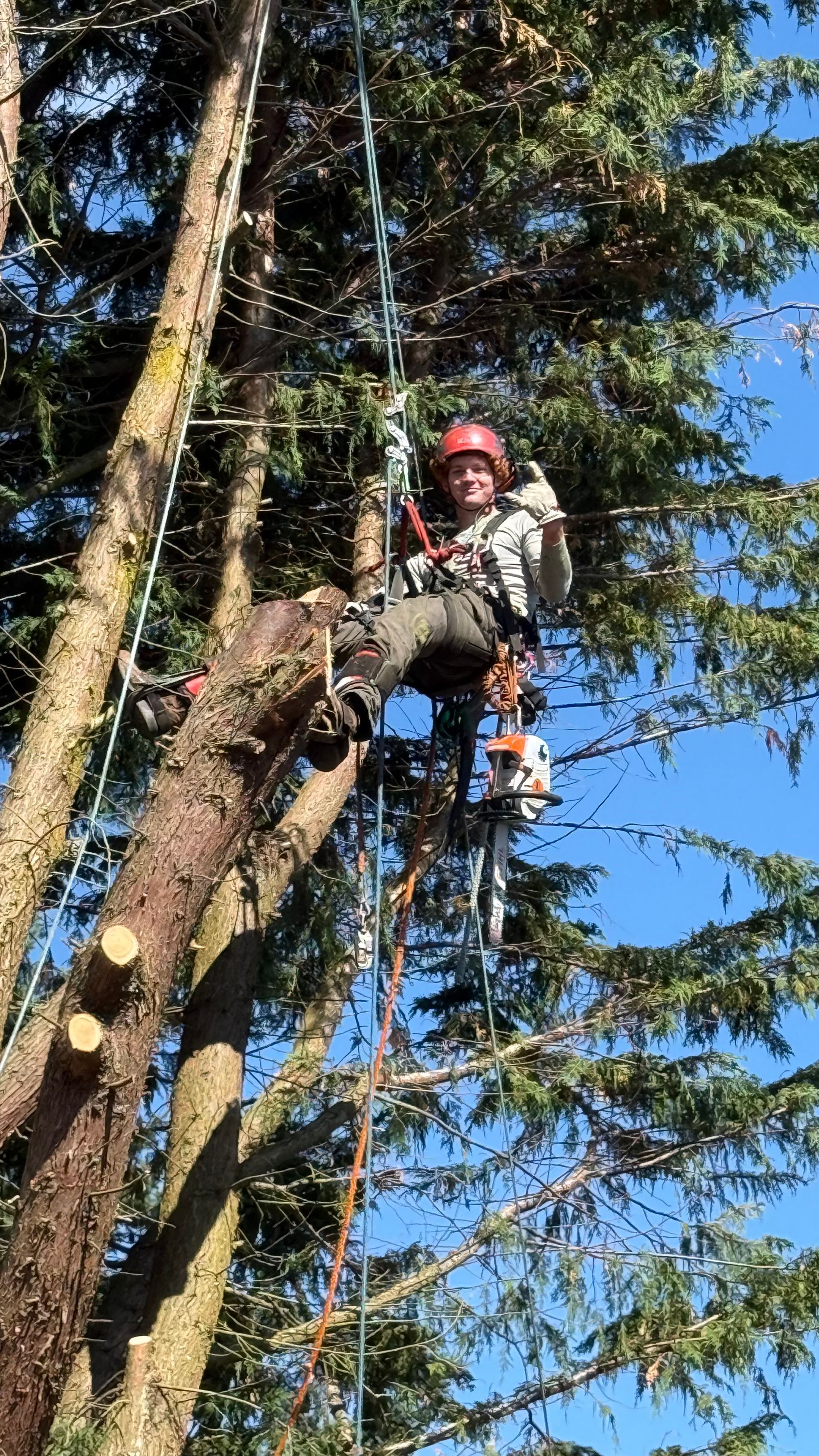 Arborist in a red helmet rappels from a tall tree, surrounded by forest branches and blue sky.