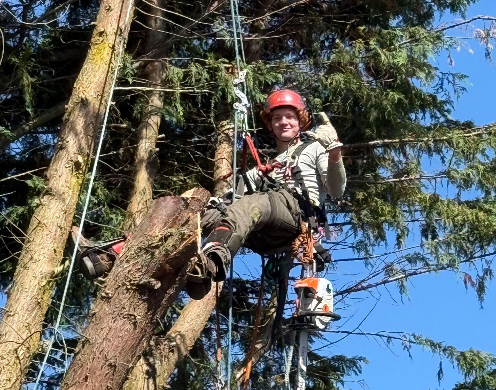 Arborist in red helmet perched on a tree trunk, using a chainsaw amid tall evergreens.
