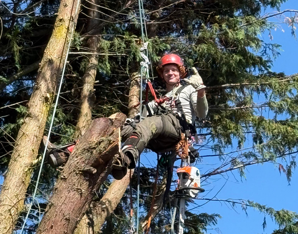 Arborist in red helmet perched on a tree trunk, using a chainsaw amid tall evergreens.
