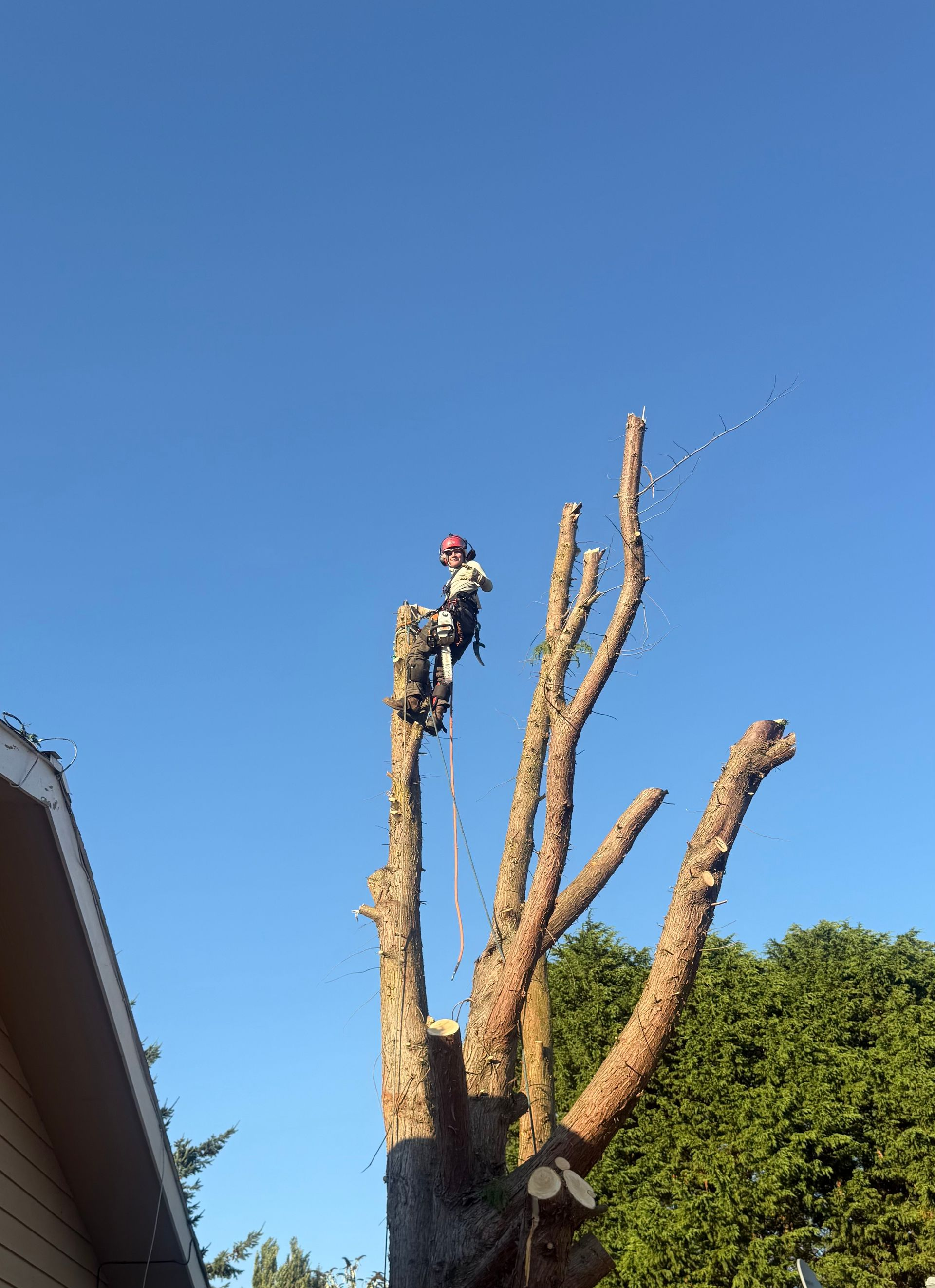 Arborist standing on a pruned tree against a clear blue sky in a yard
