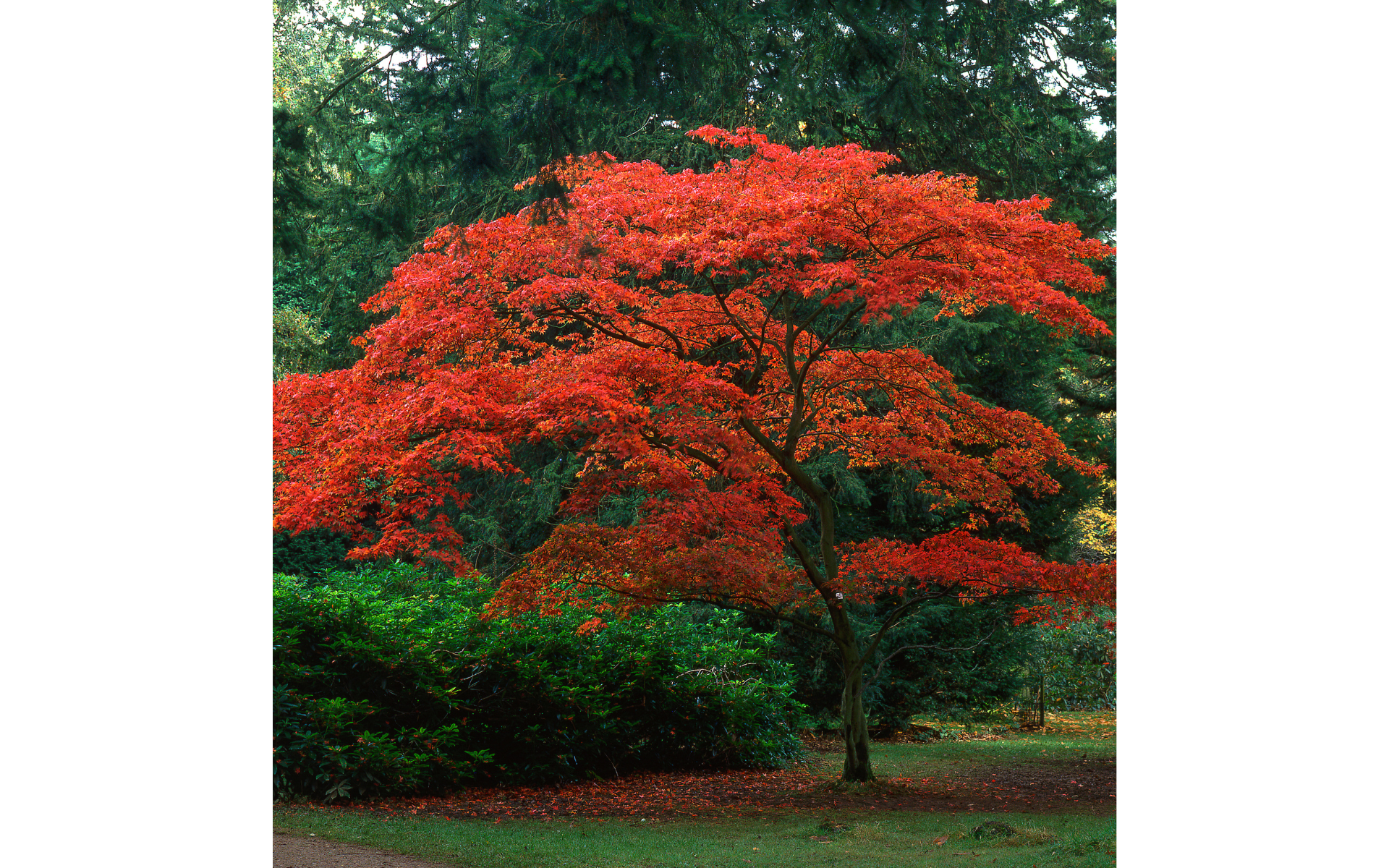 Red-leafed tree in a lush green garden