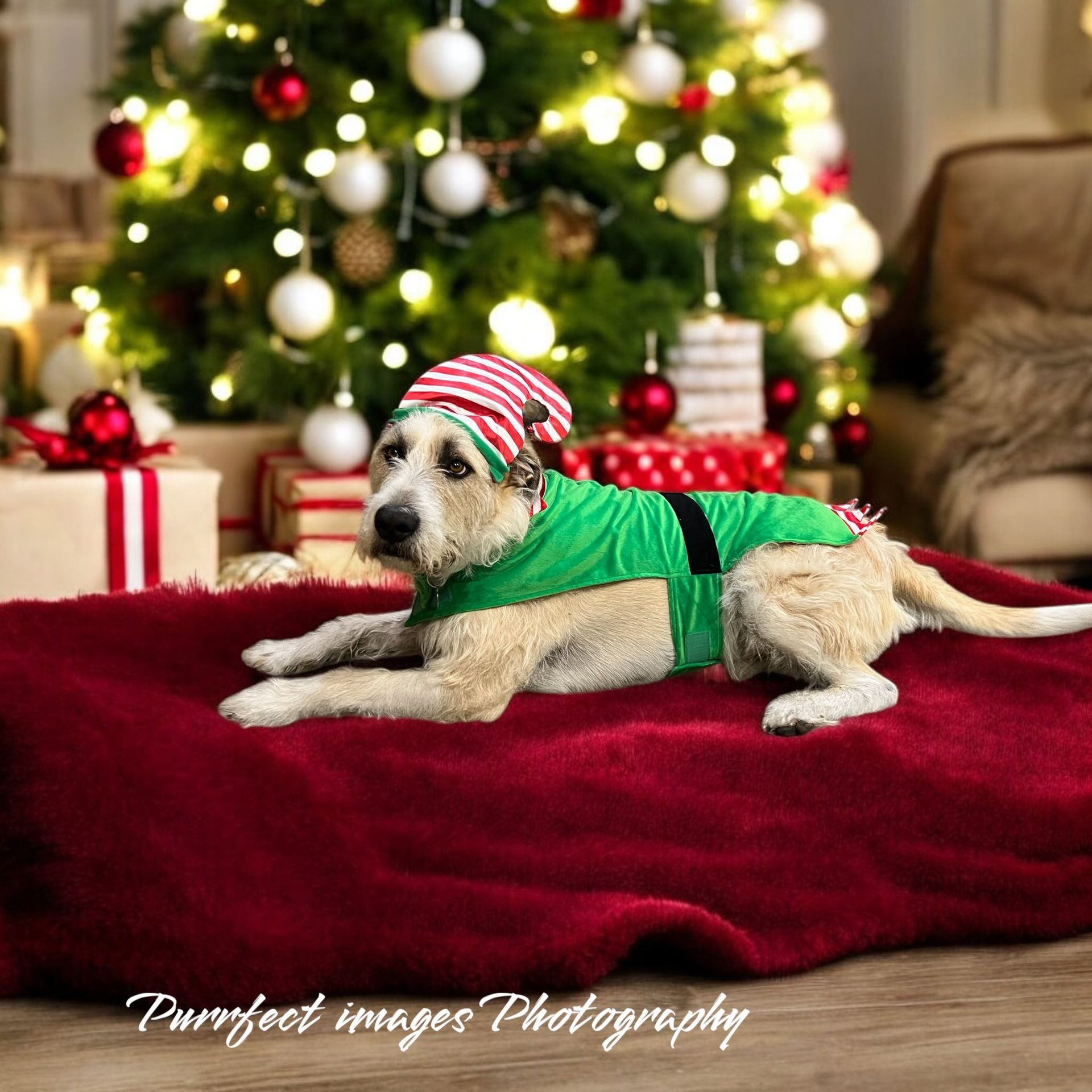 Small Dog in Green Elf Costume on Red Blanket by a Decorated Christmas Tree — Costumes Galore In Maroochydore, QLD