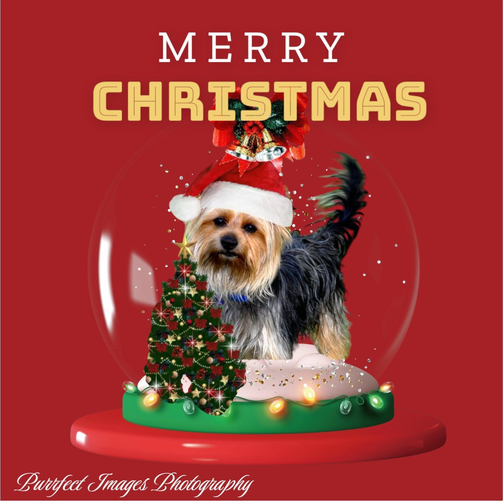 Small Dog in a Santa Hat Beside a Decorated Christmas Tree With “merry Christmas” Text on a Red Background — Costumes Galore In Maroochydore, QLD