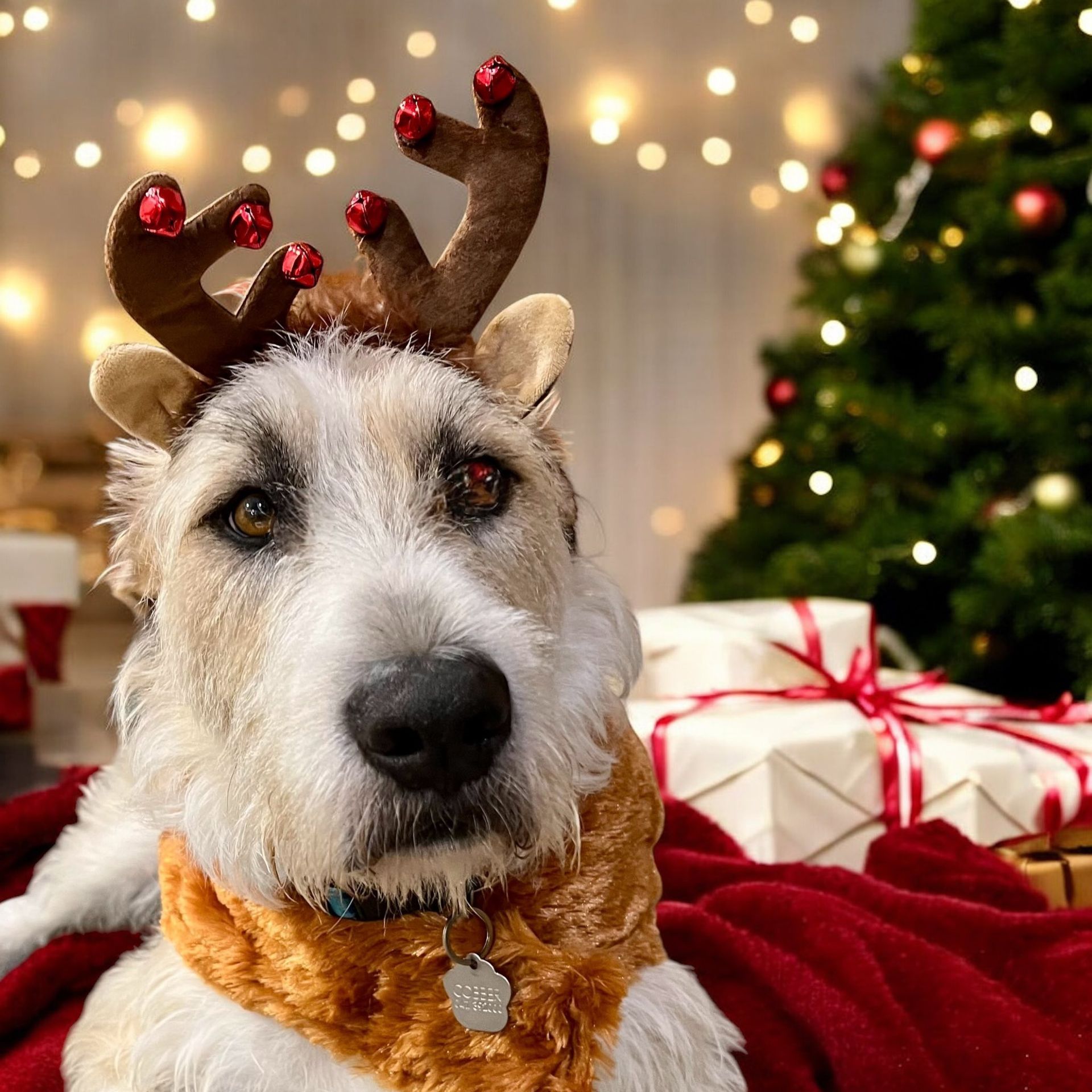 Dog Wearing Reindeer Antlers and Scarf in Front of Christmas Tree and Gifts — Costumes Galore In Maroochydore, QLD