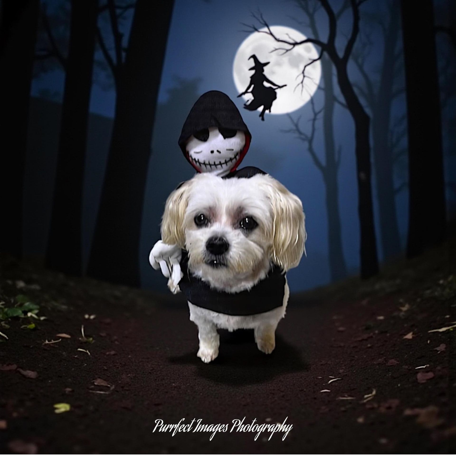 Small White Dog in a Black Hoodie Walking on a Dark Forest With a Hooded Rider — Costumes Galore In Maroochydore, QLD