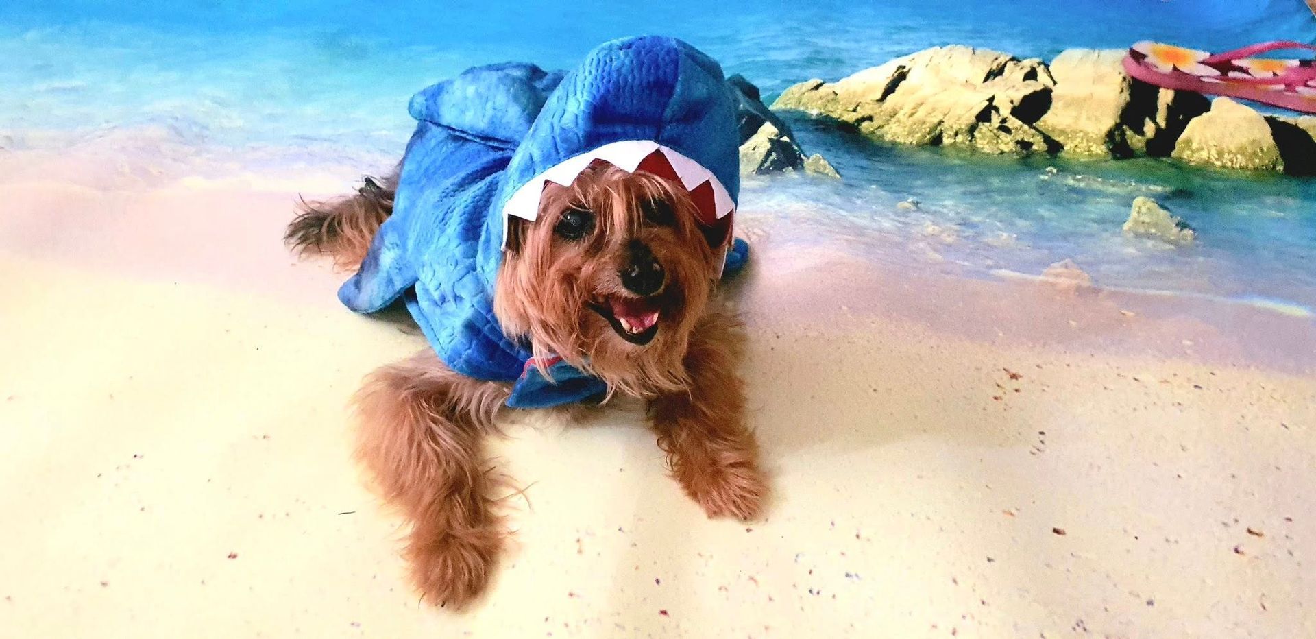 Small Brown Dog in a Shark Costume Lying on a Sandy Beach — Costumes Galore In Maroochydore, QLD