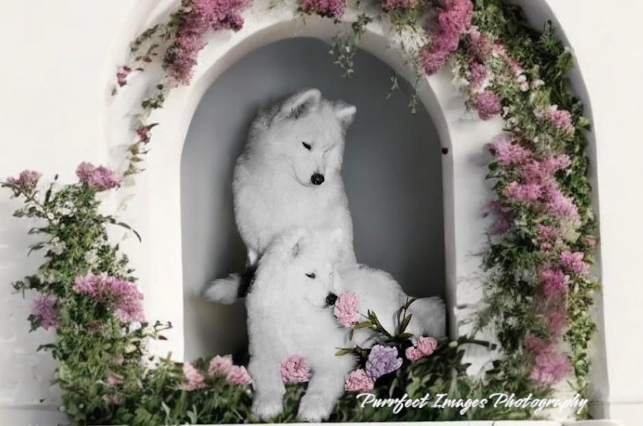 White Dog Sitting in an Arched Floral Alcove — Costumes Galore In Maroochydore, QLD