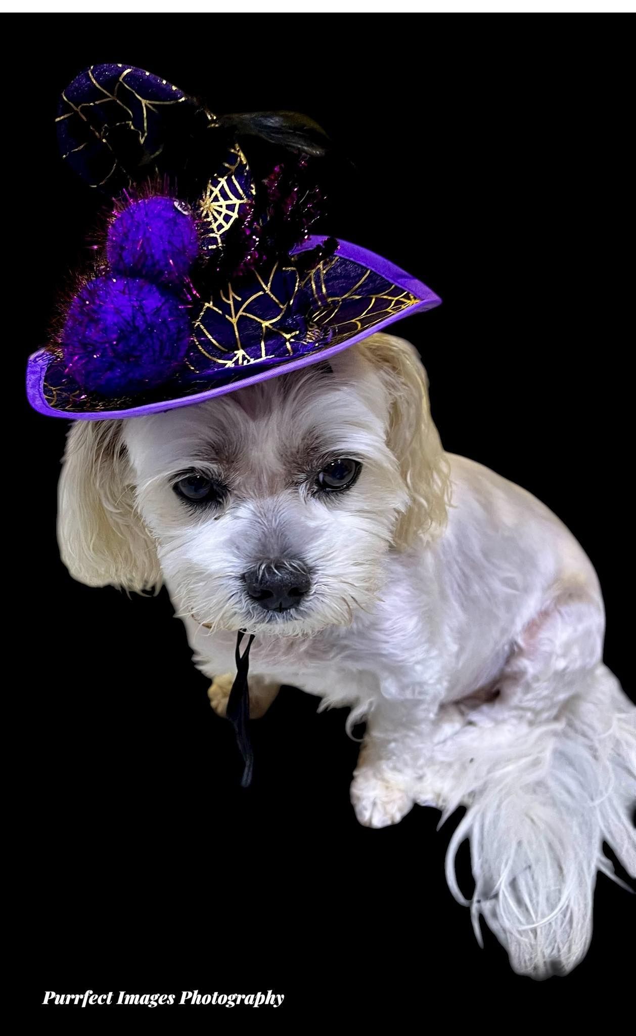 Small White Dog Wearing a Purple Witch Hat With Black Feathers — Costumes Galore In Maroochydore, QLD