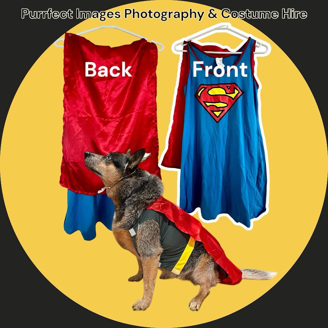 Dog in Superman Costume Shown Front and Back on a Yellow Background — Costumes Galore In Maroochydore, QLD