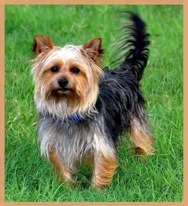 Small Tan-and-black Terrier Standing on Green Grass — Costumes Galore In Maroochydore, QLD