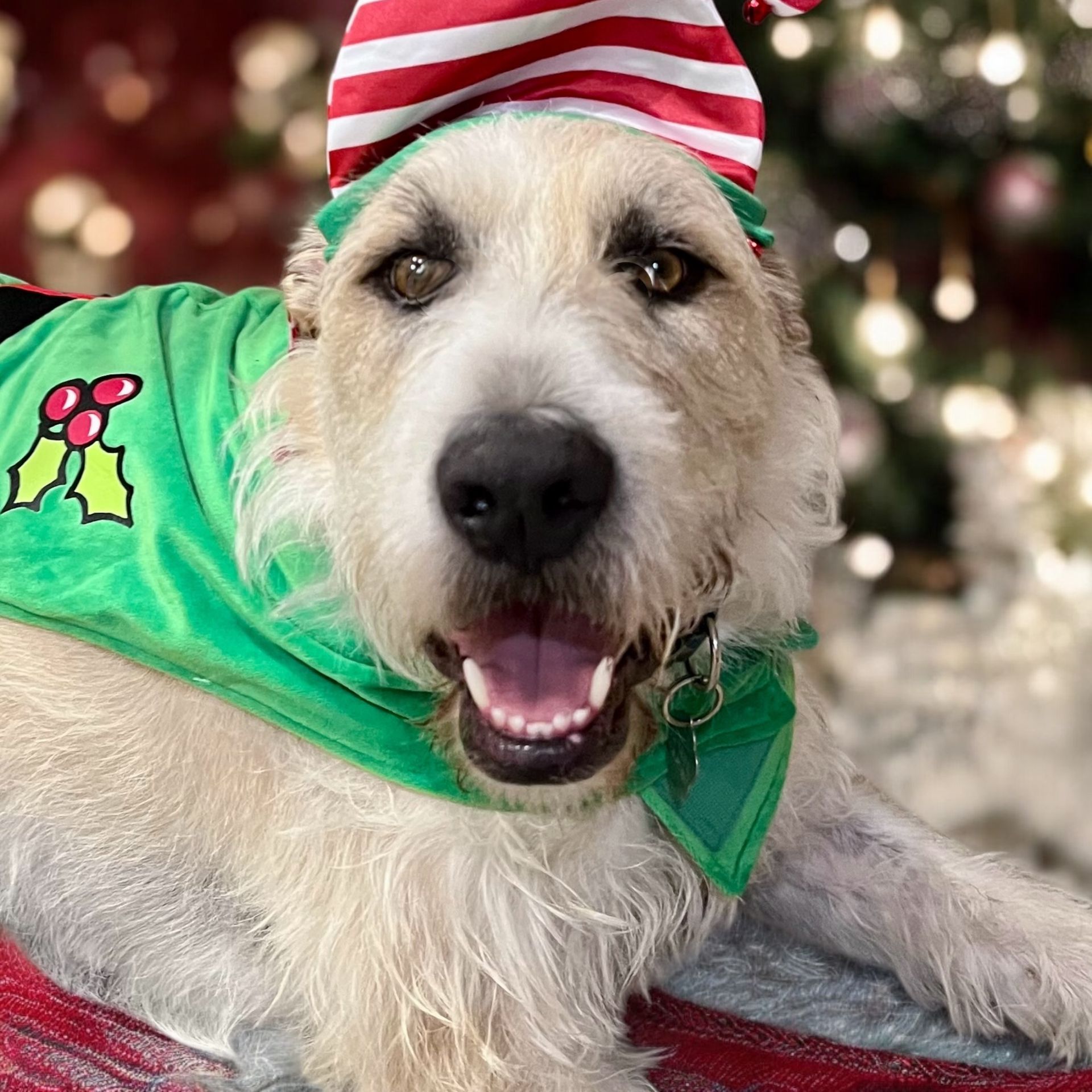 Festive Fluffy Dog in a Red-and-white Hat and Green Bandana — Costumes Galore In Maroochydore, QLD