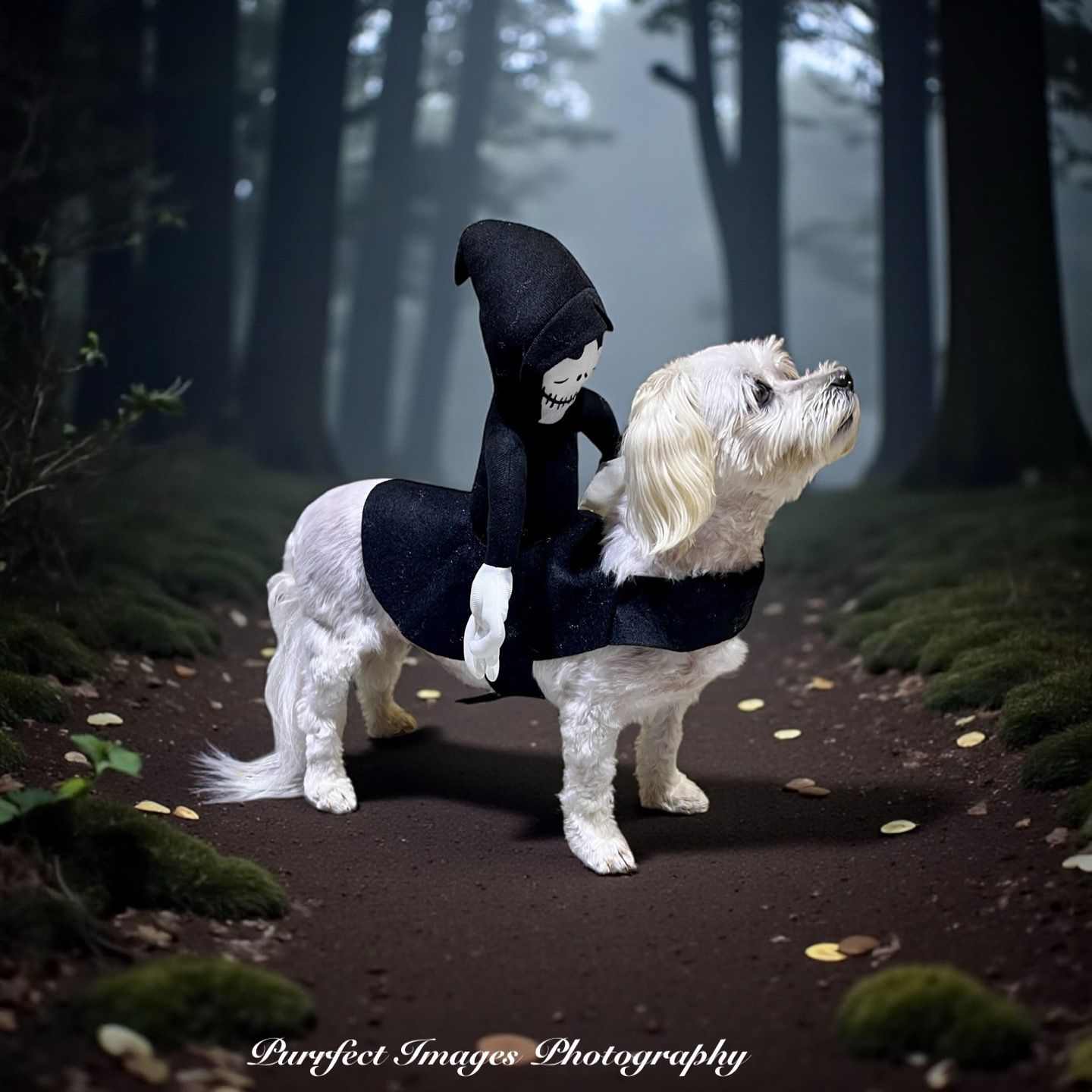 Dog in a Grim Reaper Costume Walks on a Forest Path — Costumes Galore in Maroochydore, QLD