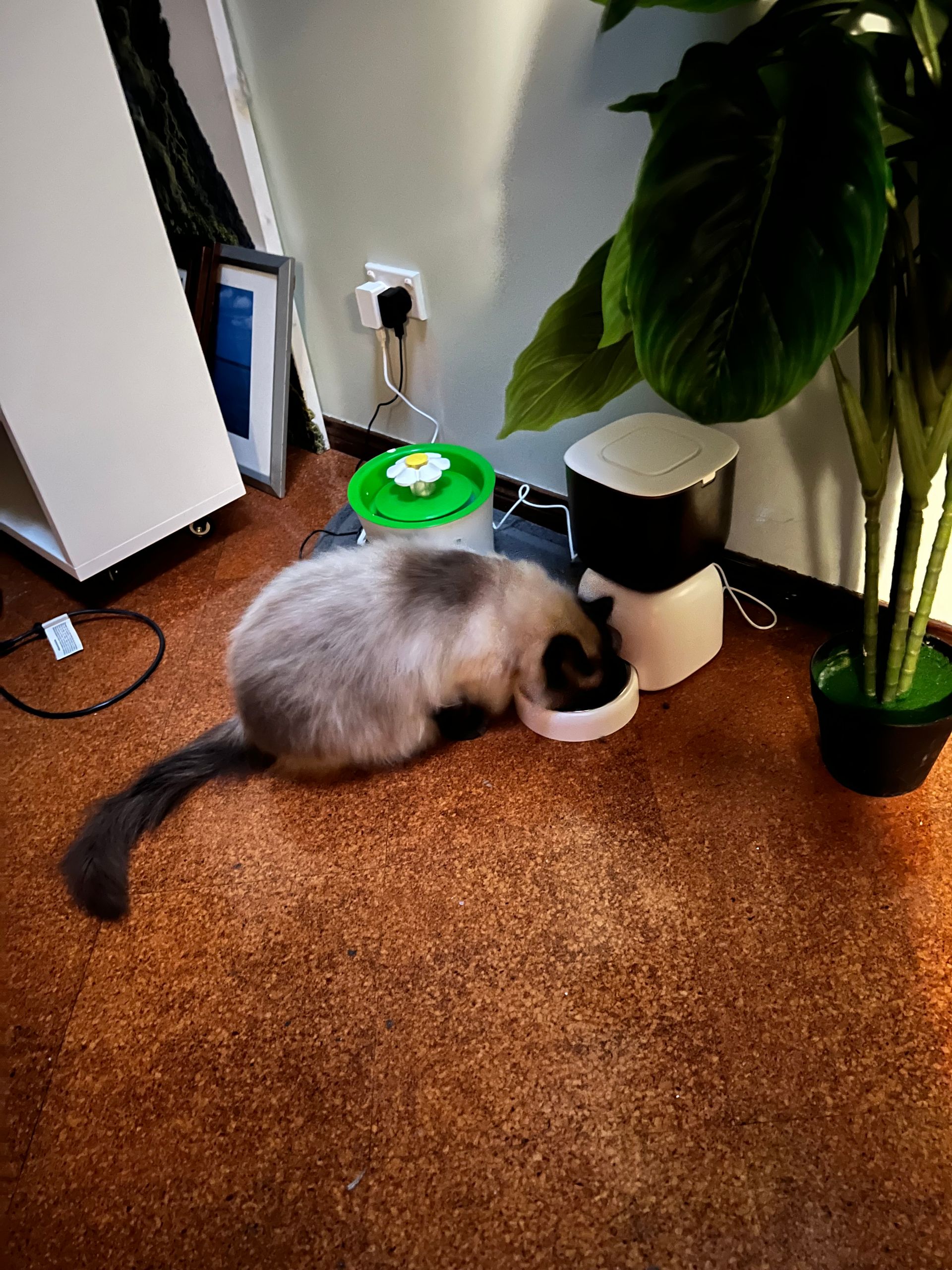 Siamese Cat Eating From a Bowl — Costumes Galore In Maroochydore, QLD