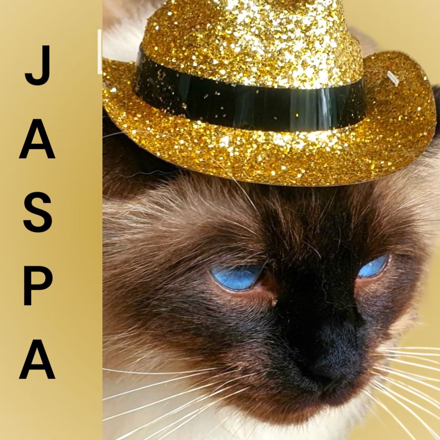 Cat With Bright Blue Eyes, Wearing a Gold Glitter Cowboy Hat — Costumes Galore in Maroochydore, QLD