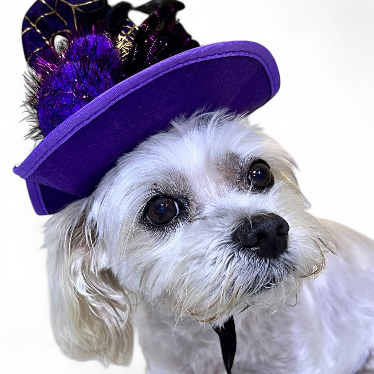Small White Dog Wearing a Purple Hat With Black Feathers — Costumes Galore In Maroochydore, QLD
