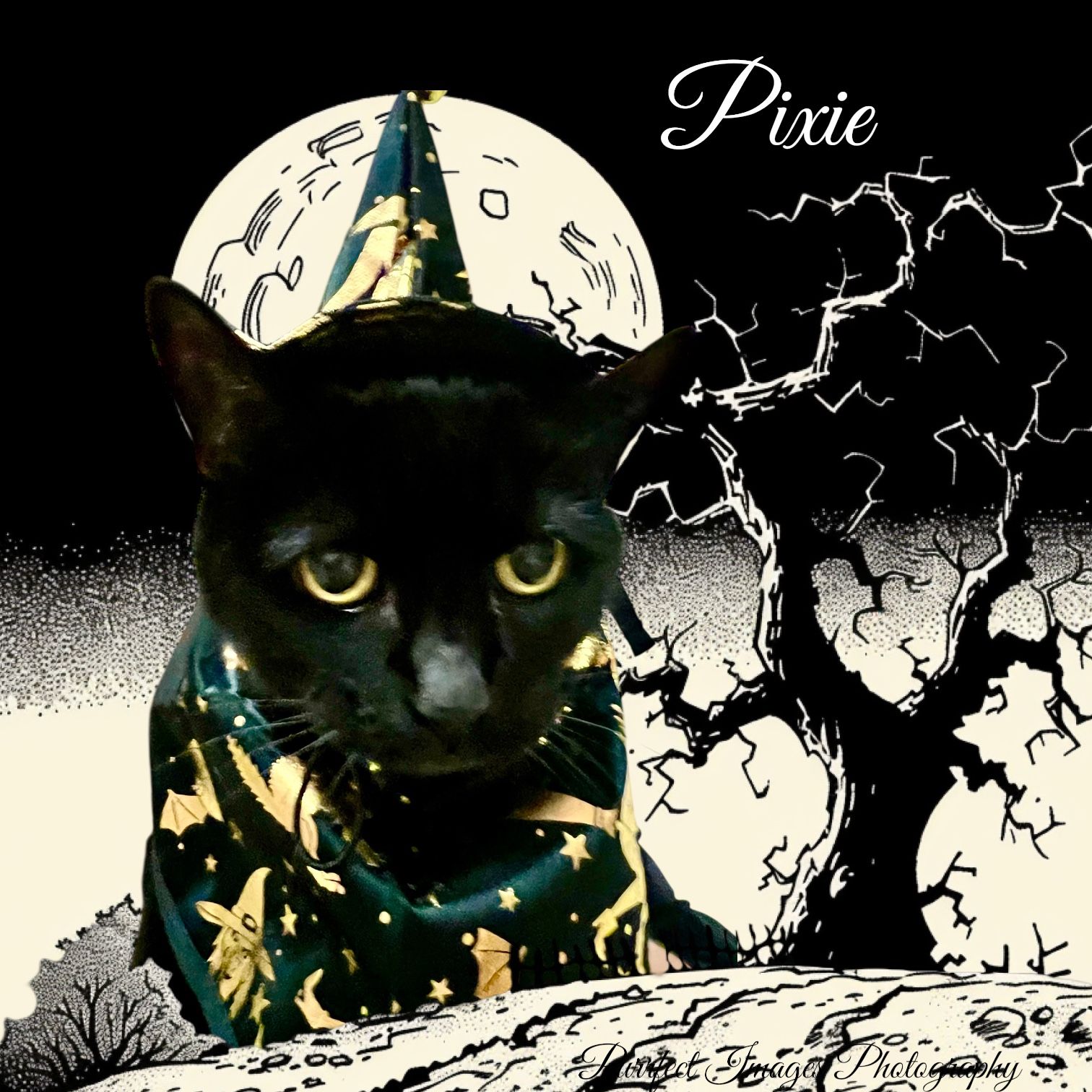 Black Cat in Wizard Cat Costume Under a Full Moon — Costumes Galore in Maroochydore, QLD