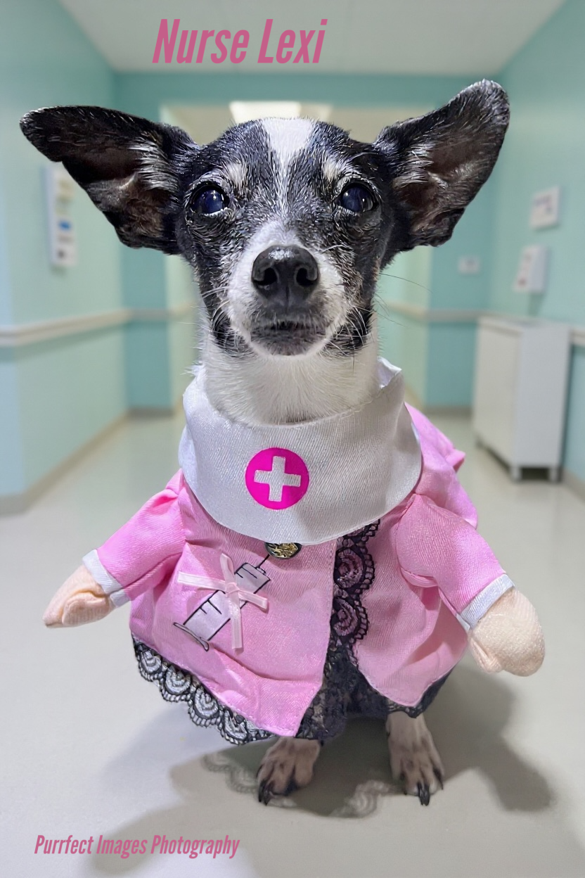 Small Dog in Pink Nurse Costume in a Hospital Hallway, Labeled “nurse Lexi.” — Costumes Galore In Maroochydore, QLD
