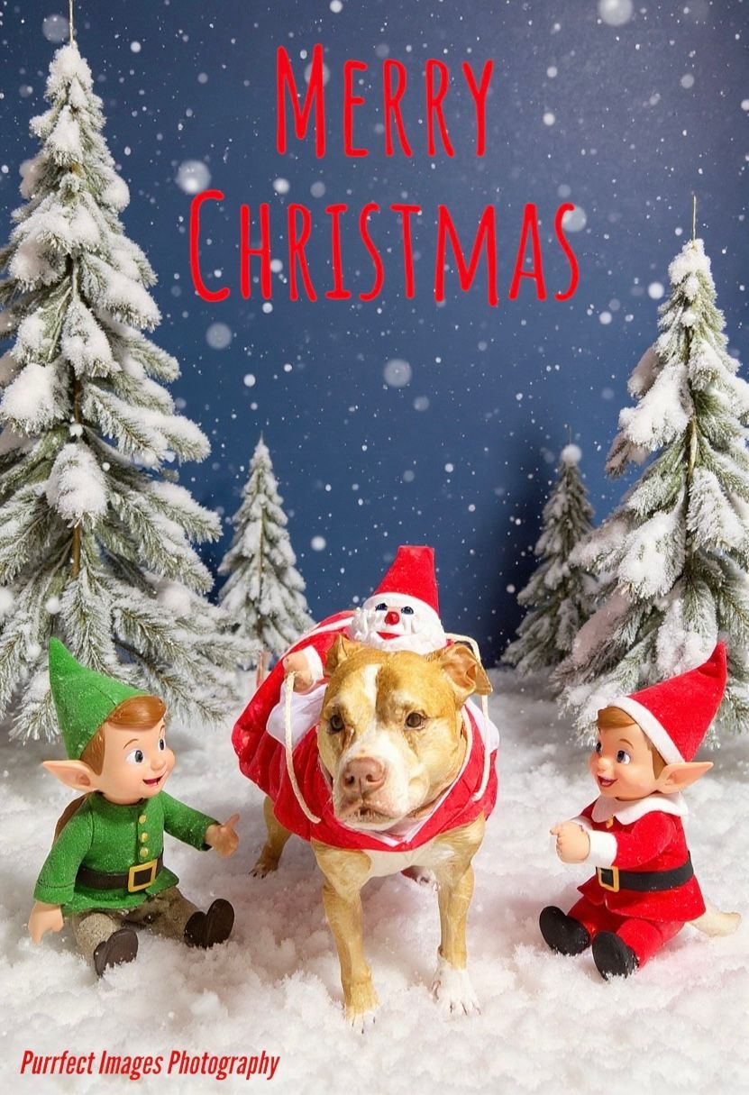 Dog in Santa Outfit With Elves in Snowy Scene — Costumes Galore in Maroochydore, QLD