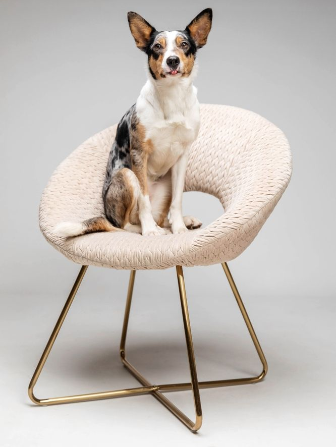 Dog Sitting on a Cream Boucle Chair With Gold Metal Legs — Costumes Galore In Maroochydore, QLD