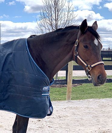 Brown horse wearing a navy blanket and halter stands in a sandy paddock under a cloudy blue sky.