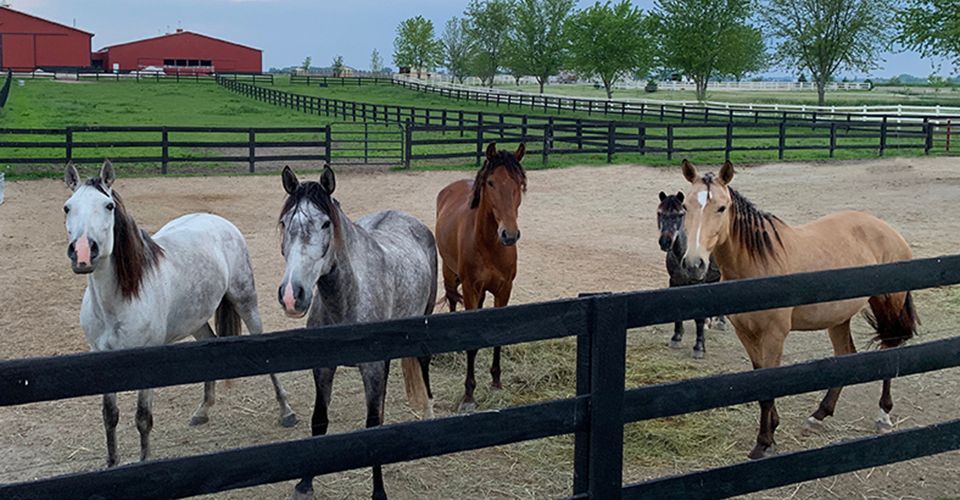 Five horses stand behind a fence in a muddy paddock with barns and trees in the background.