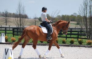 Rider on a chestnut horse trotting in an outdoor dressage arena