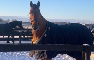 Brown horse standing in a snowy paddock behind a fence, with another horse in the background.