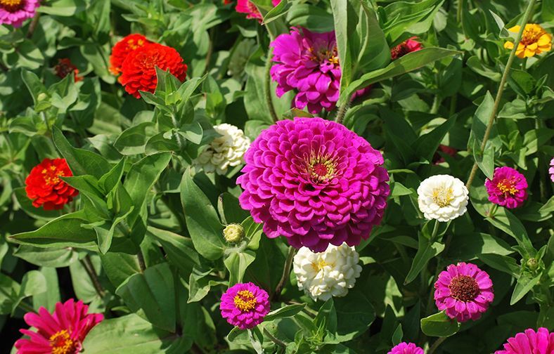 Colorful zinnia flowers in red, pink, purple, and white blooming in a garden