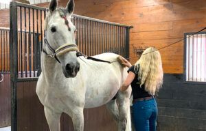 White horse in a stable while a person brushes its side.