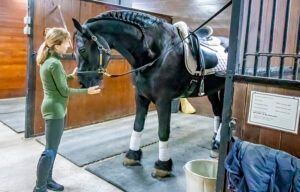 Woman in green sweater feeding a black horse in a stable.