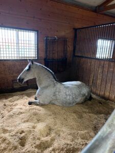 White horse lying in a stall with sawdust bedding, facing a barred window in a wooden barn.