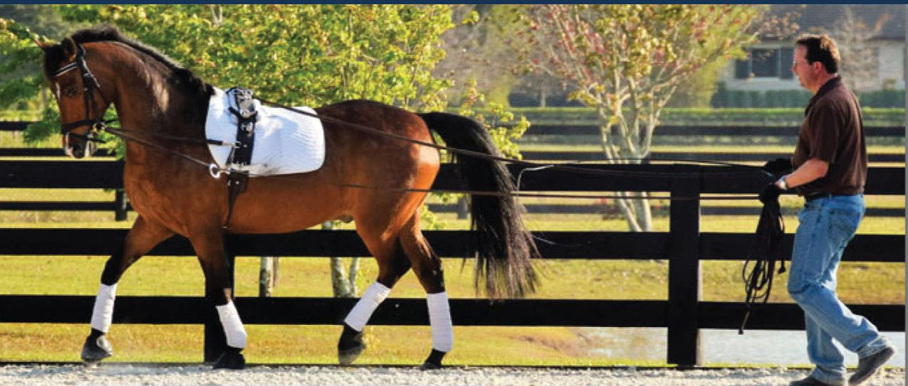 Horse being led in a paddock by a handler, wearing a white saddle pad and black leg wraps.