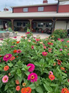 Bright pink and red flowers in a garden bed in front of a house with a porch