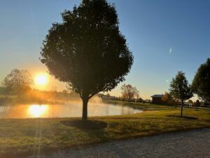 Sunset over a park pond with a silhouetted tree and reflections on the water