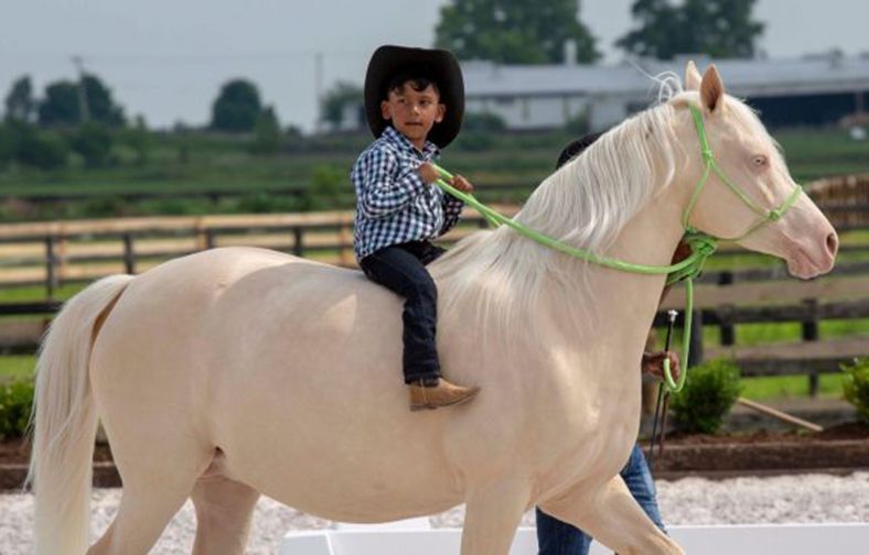 Child in a cowboy hat riding a white horse in an outdoor paddock