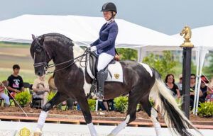 Equestrian rider in navy jacket on a black horse performing in a dressage arena