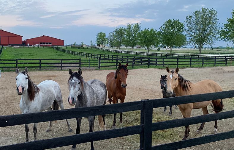 Five horses standing in a fenced pasture with barns and trees in the background.