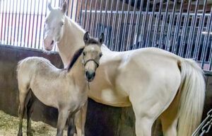 Two horses standing together in a stable, one light tan and one white with a dark halter.