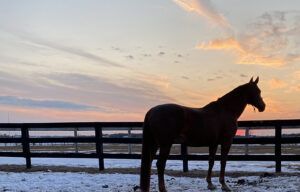 Silhouetted horse standing by a fence at sunset over a snowy field