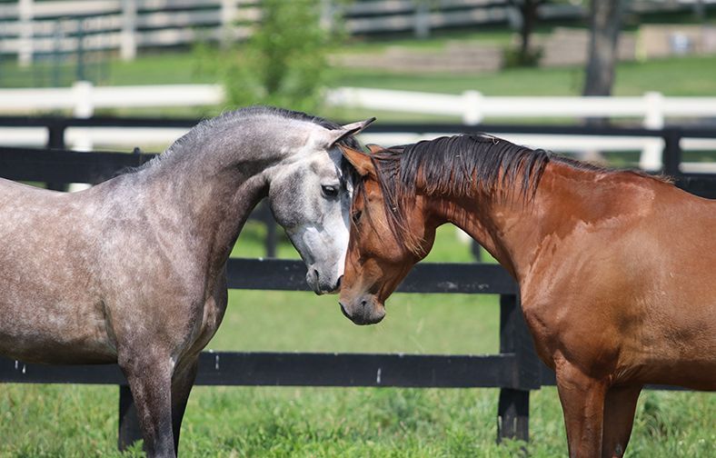 Two horses, gray and brown, gently touching heads in a fenced pasture.