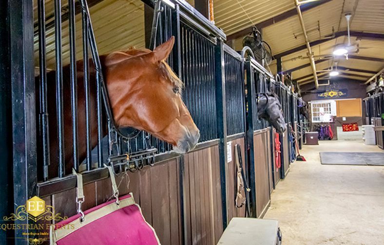 Horses in stalls inside a barn aisle, with a brown horse leaning over the stall door.