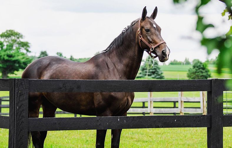 Brown horse standing behind a black fence in a green pasture