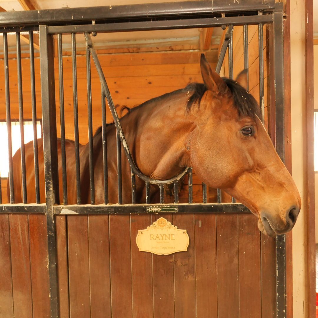 Brown horse standing inside a wooden stable stall with its head over the door.